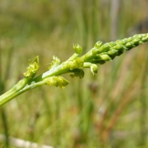 Microtis oblonga at Paddys River, ACT - 27 Dec 2022