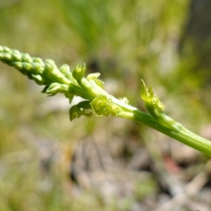 Microtis oblonga at Paddys River, ACT - 27 Dec 2022