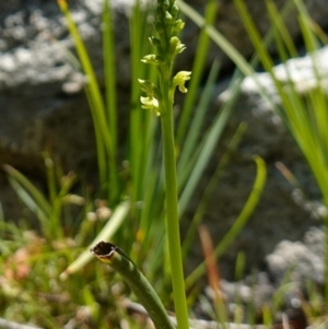 Microtis oblonga at Paddys River, ACT - 27 Dec 2022