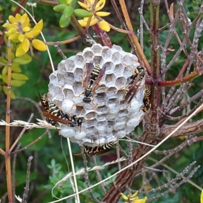 Polistes (Polistes) chinensis (Asian paper wasp) at Belconnen, ACT - 9 Feb 2023 by wombey