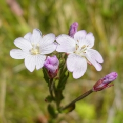 Epilobium billardiereanum subsp. hydrophilum at Paddys River, ACT - 27 Dec 2022 by RobG1