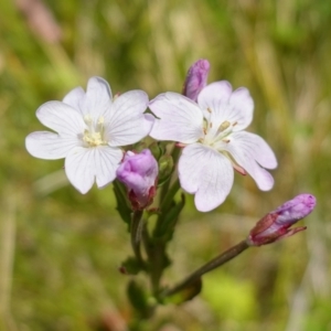 Epilobium billardiereanum subsp. hydrophilum at Paddys River, ACT - suppressed