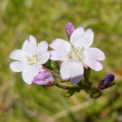 Epilobium billardiereanum subsp. hydrophilum at Paddys River, ACT - 27 Dec 2022