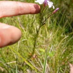 Epilobium billardiereanum subsp. hydrophilum at Paddys River, ACT - suppressed