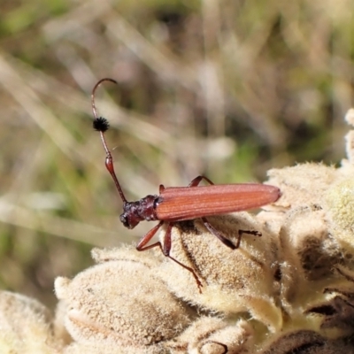 Tropis sp. (genus) (Longhorn or longicorn beetle) at Cook, ACT - 5 Feb 2023 by CathB