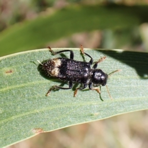 Phlogistus chrysurus at Cook, ACT - 5 Feb 2023 10:24 AM