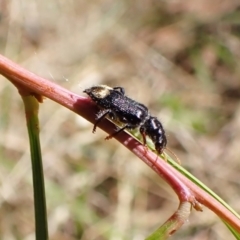 Phlogistus chrysurus at Cook, ACT - 5 Feb 2023 10:24 AM