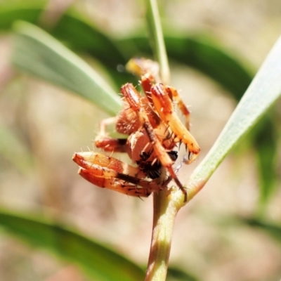 Araneinae (subfamily) (Orb weaver) at Cook, ACT - 5 Feb 2023 by CathB