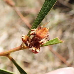 Araneinae (subfamily) at Cook, ACT - 5 Feb 2023