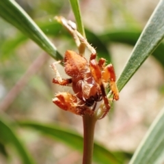 Araneinae (subfamily) at Cook, ACT - 5 Feb 2023