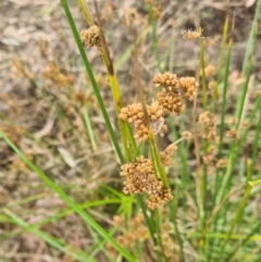 Juncus vaginatus (Clustered Rush) at Molonglo Valley, ACT - 24 Feb 2022 by galah681