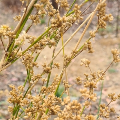 Juncus vaginatus (Clustered Rush) at Molonglo Valley, ACT - 24 Feb 2022 by galah681