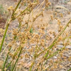 Juncus vaginatus at Molonglo Valley, ACT - 24 Feb 2022