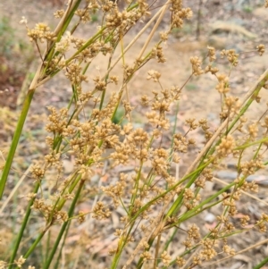 Juncus vaginatus at Molonglo Valley, ACT - 24 Feb 2022 11:43 AM