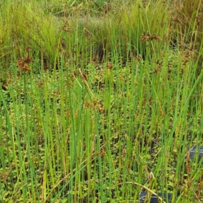 Schoenoplectus tabernaemontani (River Club-rush) at Molonglo Valley, ACT - 9 Feb 2023 by galah681