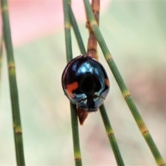 Orcus bilunulatus (Ladybird beetle) at Cook, ACT - 30 Jan 2023 by CathB