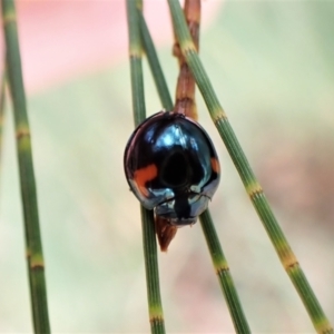 Orcus bilunulatus at Cook, ACT - 30 Jan 2023