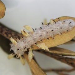 Unidentified Leafhopper & planthopper (Hemiptera, several families) at Cook, ACT - 1 Feb 2023 by CathB