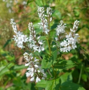 Veronica derwentiana at Cotter River, ACT - 12 Jan 2023