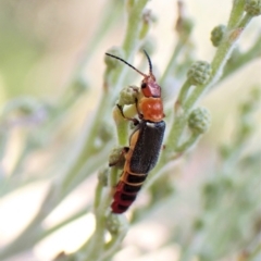 Carphurus sp. (genus) (Soft-winged flower beetle) at Undefined Area - 5 Feb 2023 by CathB