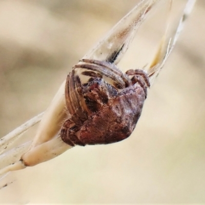 Dolophones sp. (genus) (Wrap-around spider) at Aranda Bushland - 1 Feb 2023 by CathB