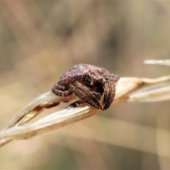 Dolophones sp. (genus) at Undefined Area - 2 Feb 2023 09:45 AM