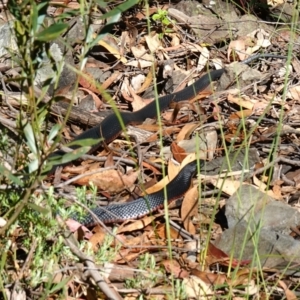 Pseudechis porphyriacus at Cotter River, ACT - 12 Jan 2023