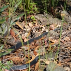 Pseudechis porphyriacus at Cotter River, ACT - 12 Jan 2023