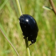 Paropsisterna morio at Paddys River, ACT - 12 Jan 2023