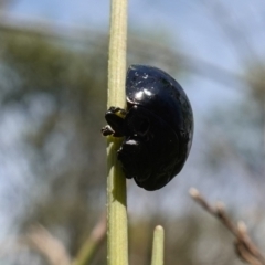 Paropsisterna morio at Paddys River, ACT - 12 Jan 2023