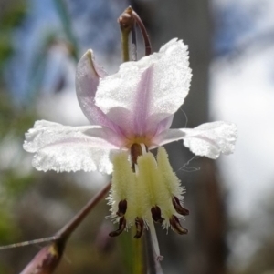 Arthropodium milleflorum at Paddys River, ACT - suppressed