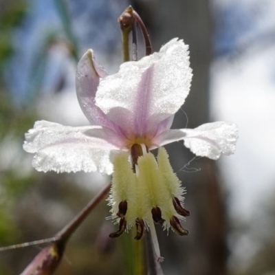 Arthropodium milleflorum (Vanilla Lily) at Paddys River, ACT - 12 Jan 2023 by RobG1