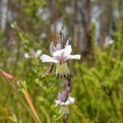 Arthropodium milleflorum at Paddys River, ACT - suppressed