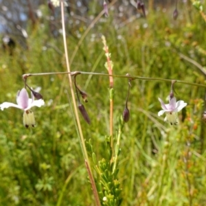 Arthropodium milleflorum at Paddys River, ACT - suppressed