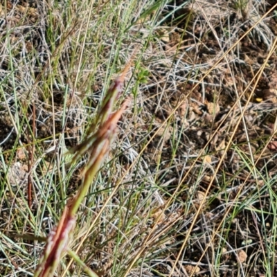 Cymbopogon refractus (Barbed-wire Grass) at Isaacs, ACT - 9 Feb 2023 by Mike