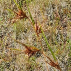 Themeda triandra (Kangaroo Grass) at Isaacs, ACT - 9 Feb 2023 by Mike