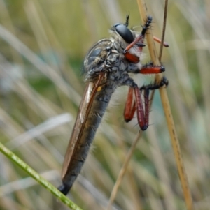 Zosteria sp. (genus) at suppressed - 3 Feb 2023