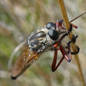 Zosteria sp. (genus) at suppressed - 3 Feb 2023