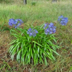 Agapanthus praecox subsp. orientalis (Agapanthus) at Isaacs, ACT - 9 Feb 2023 by Mike