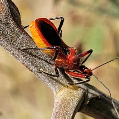 Gminatus australis (Orange assassin bug) at Weetangera, ACT - 9 Feb 2023 by trevorpreston