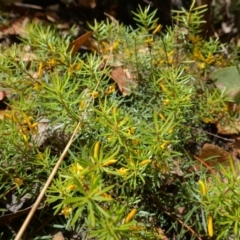 Persoonia chamaepeuce (Dwarf Geebung) at Namadgi National Park - 3 Feb 2023 by RobG1