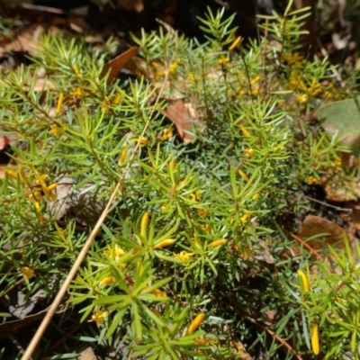 Persoonia chamaepeuce (Dwarf Geebung) at Namadgi National Park - 3 Feb 2023 by RobG1