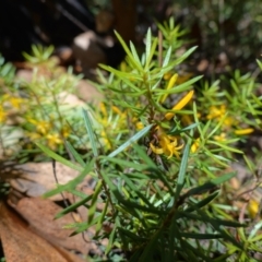 Persoonia chamaepeuce at Booth, ACT - suppressed