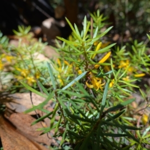 Persoonia chamaepeuce at Booth, ACT - suppressed