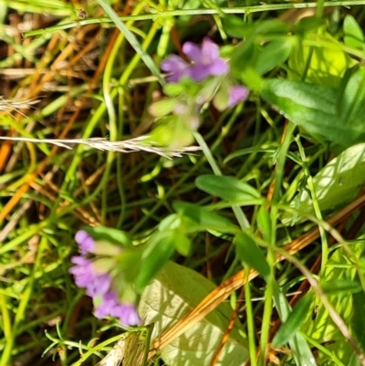 Mentha diemenica (Wild Mint, Slender Mint) at Isaacs, ACT - 9 Feb 2023 by Mike