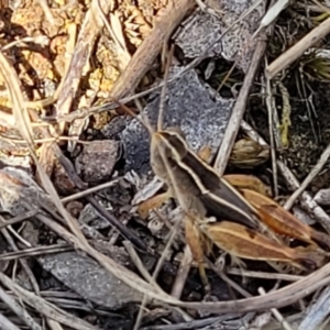 Phaulacridium vittatum at Weetangera, ACT - 9 Feb 2023