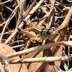 Phaulacridium vittatum at Weetangera, ACT - 9 Feb 2023 04:24 PM