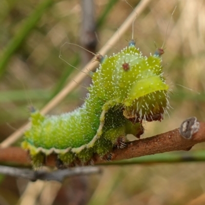 Opodiphthera helena (Helena Gum Moth) at Namadgi National Park - 3 Feb 2023 by RobG1