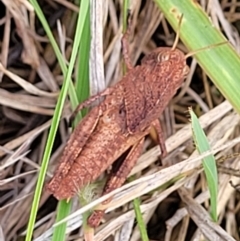 Gastrimargus musicus at Weetangera, ACT - 9 Feb 2023 04:23 PM