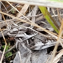 Gastrimargus musicus (Yellow-winged Locust or Grasshopper) at The Pinnacle - 9 Feb 2023 by trevorpreston